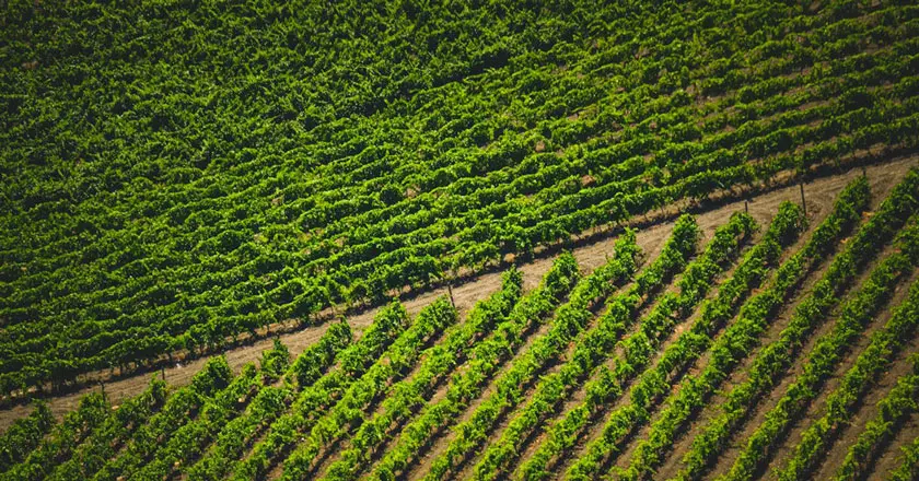 Bando SRD06 Campania: Contributi Prevenzione Agricoltura %%sep%% %%sitename%%